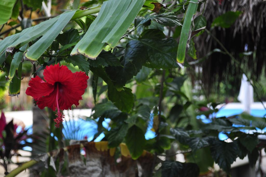 Green Tulum Cabanas & Gardens Exterior foto